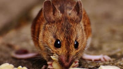 Alasan memakai racun tikus